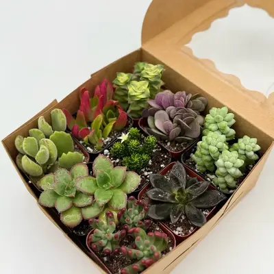 Colorful 9-Piece Succulent Gift Set in Variety Box for Home and Office Decor