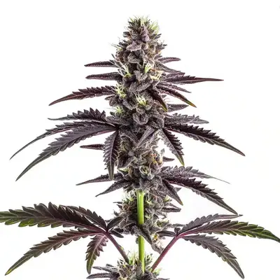 CBD Grape Pie (1:15) - Seeds Pack: 9-seeds