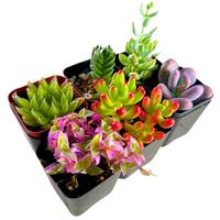 (6 Pack) Variety Succulent Bundle – Real, Premium, & Unique