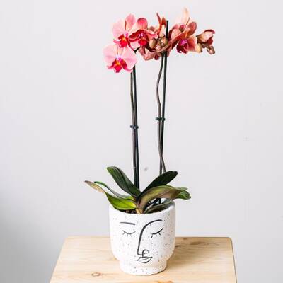 Tiger Orchid