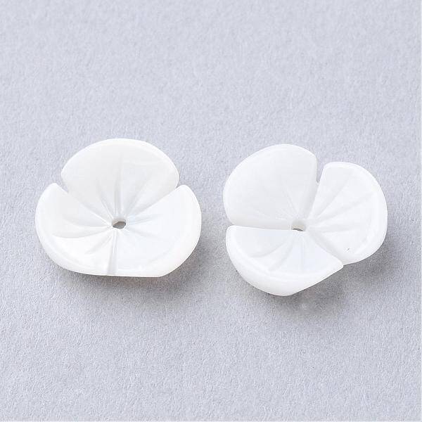 Natural Sea Shell Beads
