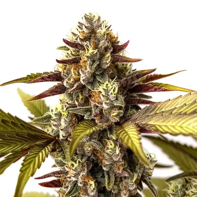 Grandaddy Purple x Do-Si-Dos - Seeds Pack: 6-seeds