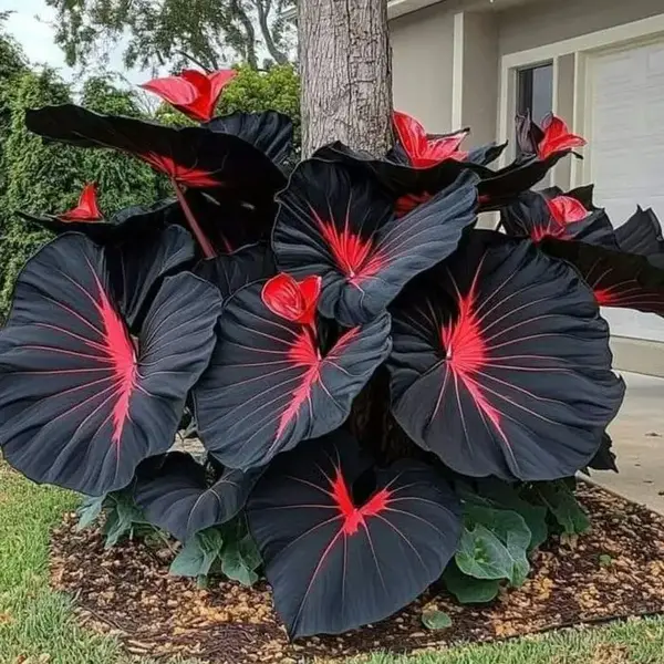 700PCS Black Red Hosta Seeds – Unique & Easy-to-Grow Perennial – Low Maintenance, Perfect for Shade Gardens & Pots, Indoo...
