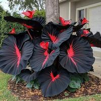 700PCS Black Red Hosta Seeds – Unique & Easy-to-Grow Perennial – Low Maintenance, Perfect for Shade Gardens & Pots, Indoo...