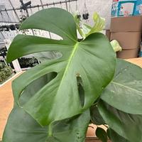 Monstera - 6 Inch Plant