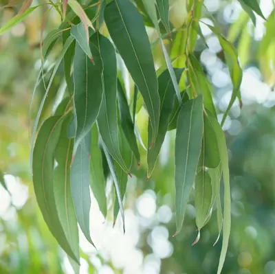 Eucalyptus Pure Essential Oil - 17mL & 60mL sizes | Fair Trade + Ethically Sourced | Size: 17mL