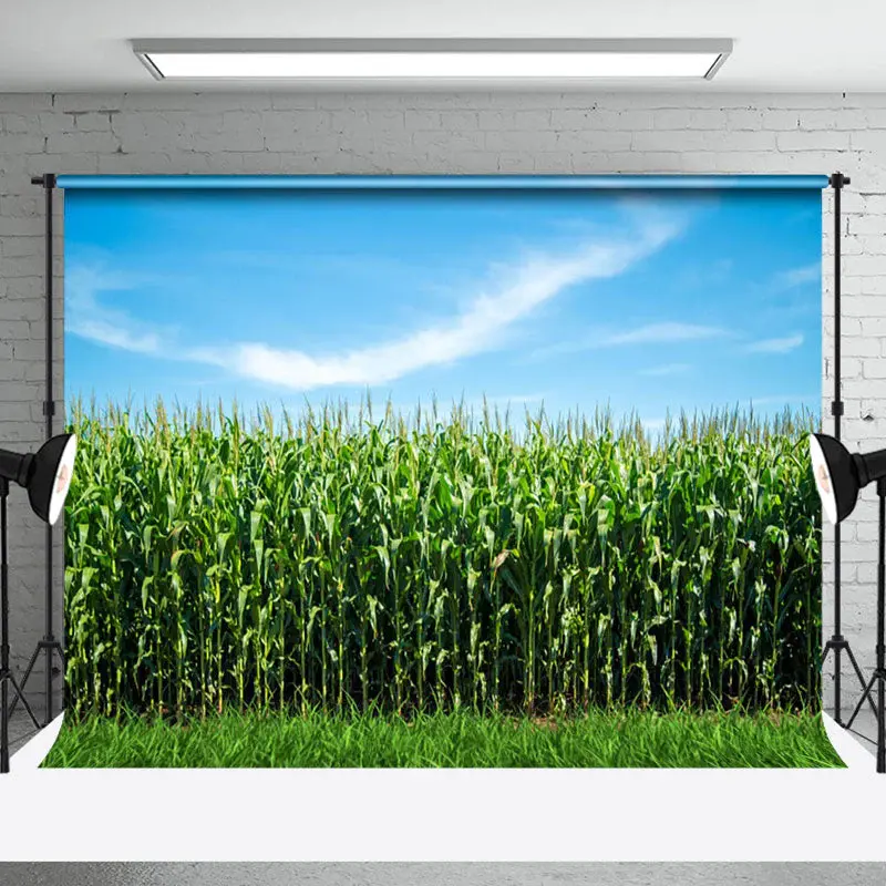 Blue Sky Green Cornfield Summer Backdrop For Photo - Aperturee