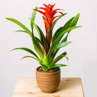 Vibrant Red Bromeliad