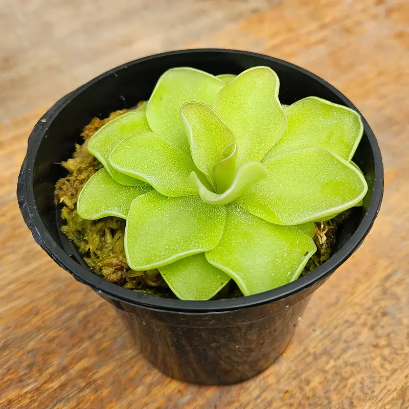 Butterwort Carnivorous Plant - Pinguicula - Live Plant in 3.5 Pot - Predatory Plants