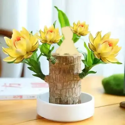 【2025】Brazilian Lucky Wood, Plant ,Tree,Ornaments ,Wooden,Bring You Luck,Increase Wealth, Mysterious Doll with ...