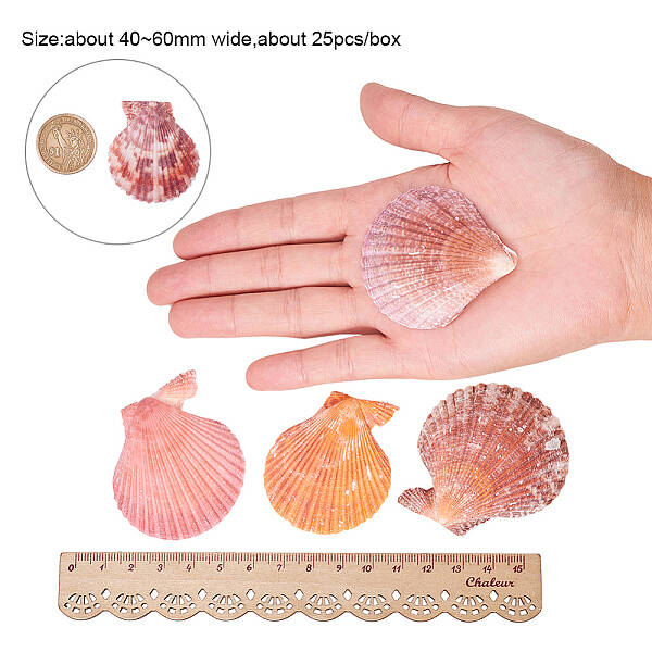 Beautiful Beach Sea Shells
