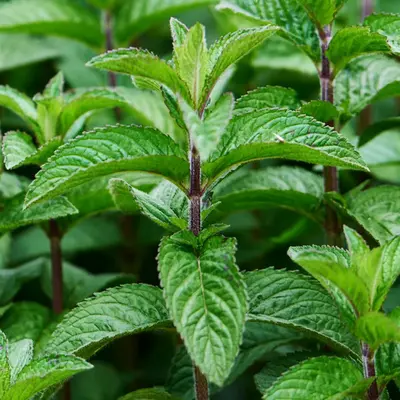 Peppermint Pure Essential Oil - 17mL & 60mL sizes | Fair Trade + Ethically Sourced | Size: 17mL
