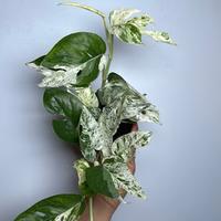 Epipremnum Pinatum Marble Flame 4\