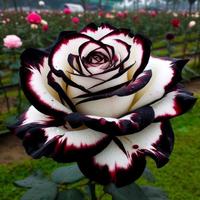 Mix Rose Seeds - 200+ Open Pollinated Non-GMO Seeds for Planting Outdoors, Flower Bush & Perennial Shrub, 90% Germination Rat...