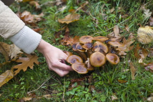 Introduction to Foraging