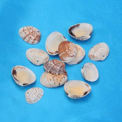 Natural Shell Beads