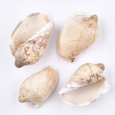 Spiral Shell Beads