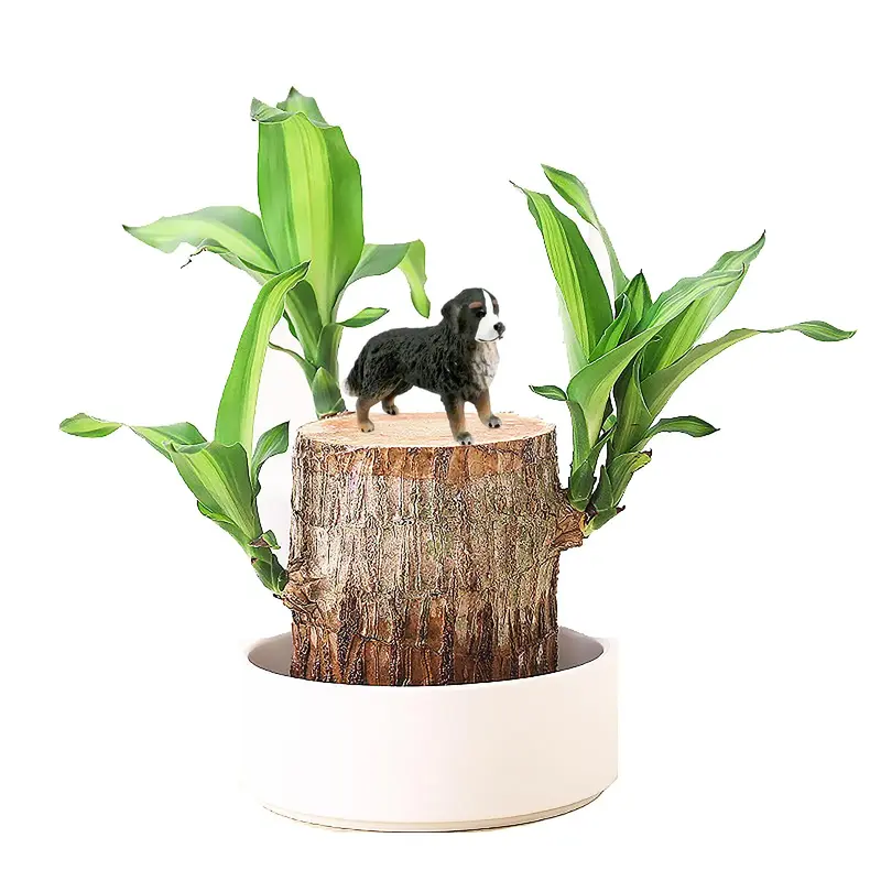 Brazil Wood Decor Lucky Bamboo Wood - Brazilian Lucky Wood Plant Wood Stump - Lucky Bamboo Plants Indoor Office Desktop Plant...