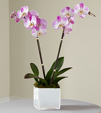 Pink Orchid Planter