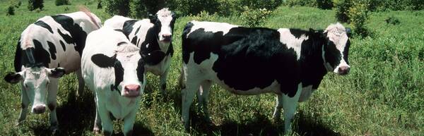 Cow Heaven: Saving the Family Farm