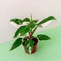 Live White Princess Philodendron - 4 Inch Pot