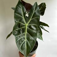 Alocasia  Pink Dragon morroco 6\