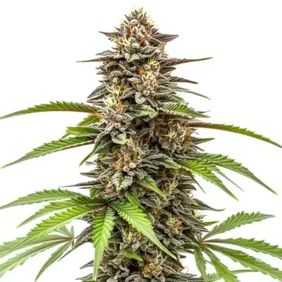 Gorilla x Z OG Auto - Seeds Pack: 25-seeds