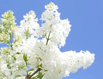 25 White Japanese Lilac Seeds (Extremely Fragrant)