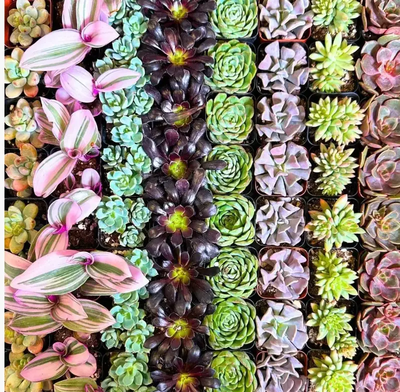 BOGO: BUY 6, GET 6 - Real Succulent & Cacti Variety Bundle (LIVE Exclusive Only!)