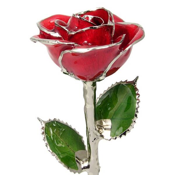 Platinum Trimmed Rose: 11 Red Rose
