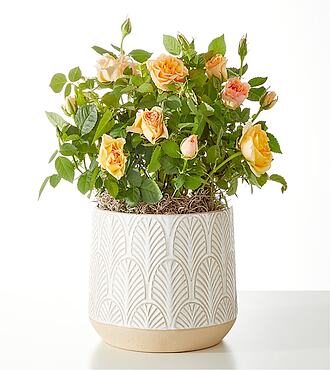 Orange Mini Rose Plant - FedEx