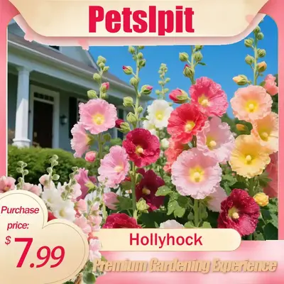 【PetalPit】Promise: Germinate or Refund]500PCS+ Hollyhock Seeds – Colorful Tall Blooms, Heirloom & Non-GMO, Perfect for ...