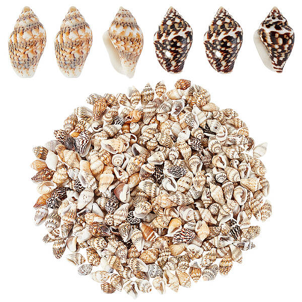 330Pcs 2 Styles Natural Shell Beads