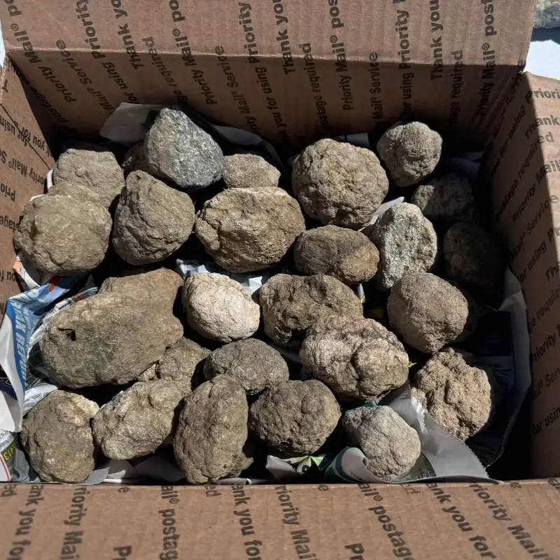 Unopened Keokuk crystal geodes! geode