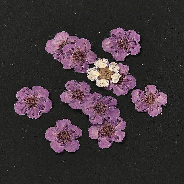 Narcissus Embossing Dried Flowers