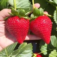 1000+ Strawberry Seeds Non-GMO Four Seasons High Germination Rate Green Plant Supplies Outdoor Gardening Growing Vegetables
