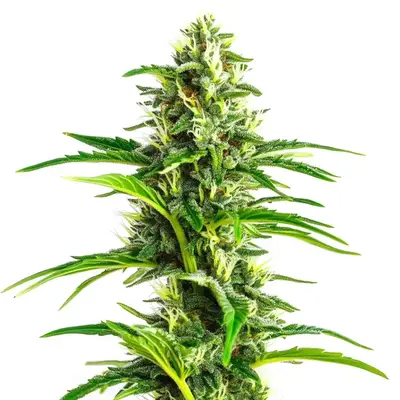 CBD Ratio 1:30 - Seeds Pack: 100-seeds