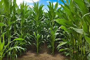 Farm Weeds Identification and Control