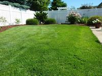 3000 pcs Grass seeds grass seeds Warm-SeasonGrass Dense,Carpet-Like Growth, Establishes Quicklyfor Lawns, Golf Courses, and O...