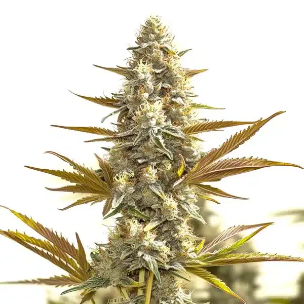Oregon Peach - Seeds Pack: 3-seeds