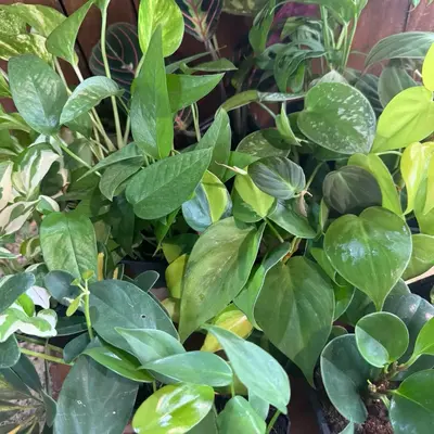 Tropical Houseplant Starts: 3in Lightly Rooted Plant