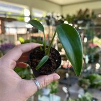 3.5” Monstera Burle Marx flame