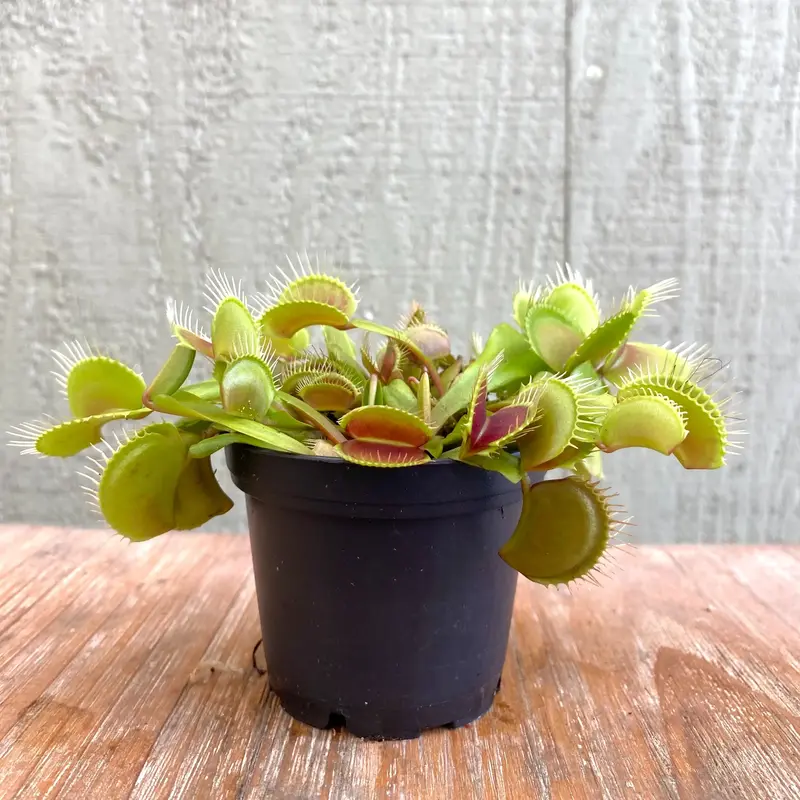 Flytrap Plant - Fully-Grown - Bug-Eating Carnivorous Plant - Live Arrival - 3 Pot - Predatory Plants