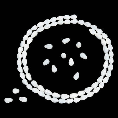1 Strand Natural Trochus Shell Beads Strands