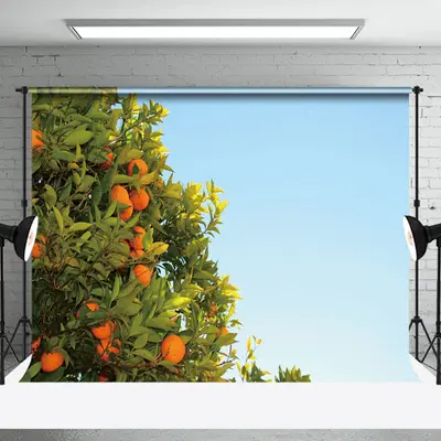 Orange Trees Under The Blue Sky Fruit Photo Backdrop - Aperturee