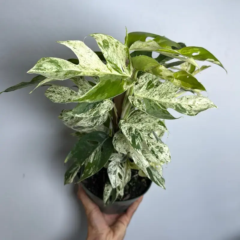 Epipremnum Pinatum Marble flame Totem pole - Rare Collector's Plant with Unique Marbled Pattern, Low-Maintenance Care & Indo...