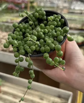 String of Pearls, Hanging Succulent, Trailing Succulent, Indoor Houseplant, Live Plant in 2\