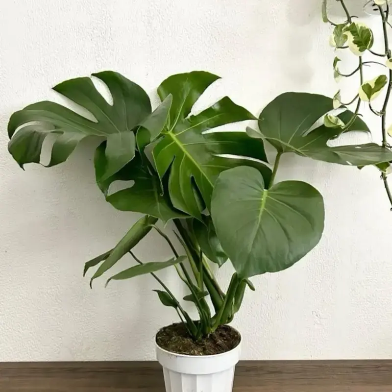 XL Tropical Monstera Deliciosa - 6 Inch Pot