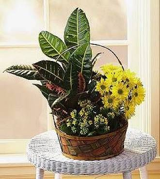 Country Basket Garden