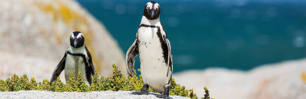 The Penguins at Simon's Town